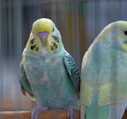 blue and yellow macaw