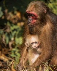 Stump-tailed macaque mother and baby (Macaca arctoides) in Kaeng Krachan National Park, Unesco World heritage site of Thailand