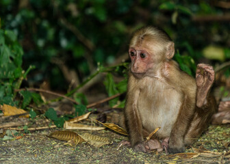 Stump-tailed macaque juvenile (Macaca arctoides) in Kaeng Krachan National Park, Unesco World heritage site of Thailand