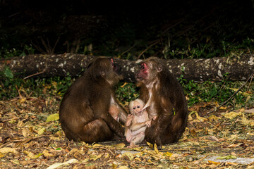 Two Stump-tailed macaque morthers with their babies (Macaca arctoides) in Kaeng Krachan National Park, Unesco World heritage site of Thailand