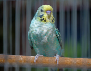 blue and yellow macaw