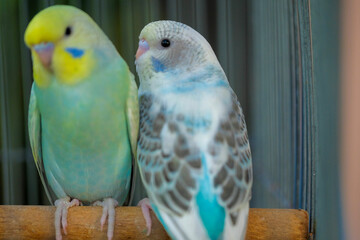 blue and yellow macaw