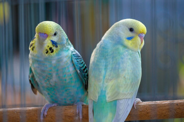 blue and yellow macaw
