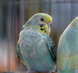 blue and yellow macaw