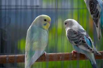 blue and yellow macaw