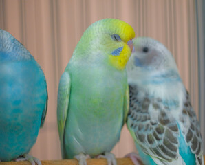 blue and yellow macaw