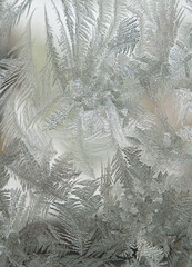 Frost feather on window in winter