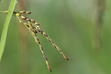 caterpillar on a leaf
