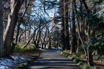 冬の公園の遊歩道