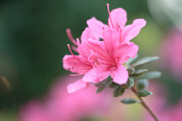 庭に咲く花　ツツジ