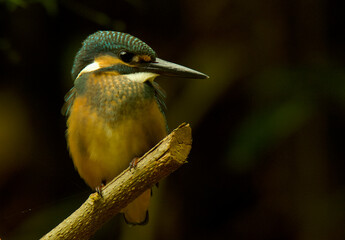Common Kingfisher Perching