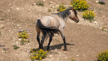 Red Roan Wild Horse Mustang Stallion walking on a hill in the western United States