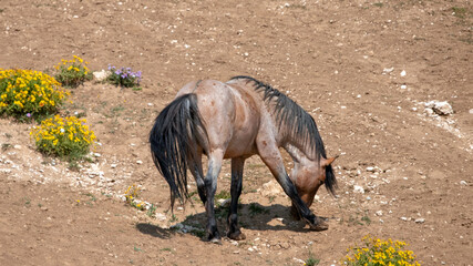 Red Roan Wild Horse Mustang Stallion feeding on flowers n the western United States