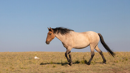 Cinnamon Red Roan Wild Horse Mustang Stallion walking in the Pryor Mountains Wild Horse Range on...