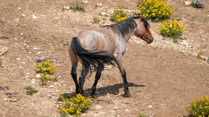 Red Roan Wild Horse Stallion in the Pryor Mountains Wild Horse Range on the border of Wyoming in...