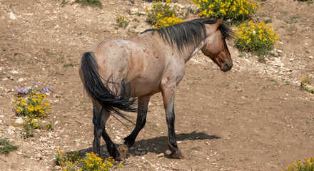 Strawberry Roan Wild Horse Stallion in the Pryor Mountains Wild Horse Range on the border of...