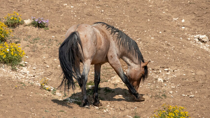 Red Roan Wild Horse Mustang Stallion scratching an itch in the United States