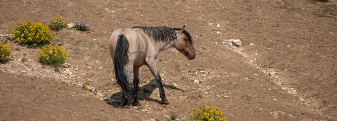 Scarred up Red Roan Wild Horse Mustang Stallion in the Pryor Mountains Wild Horse Range on the...