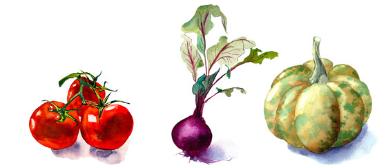 Collection of vegetables, isolated elements on white background; for printing on textiles, home decor art..Watercolor set of illustrations - vegetables, pumpkin, tomatoes, beet. Seasonal vegetables.