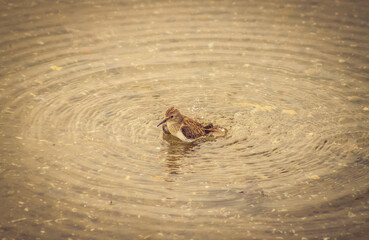 pequeña ave refrescandose en un lago
