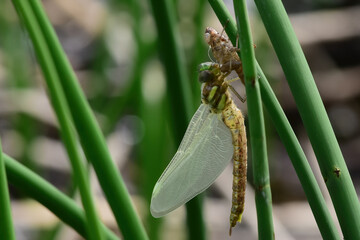 A spotted darner dragonfly pauses after emerging from its larval exuvia on the edge of Reflections...