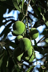 mango, mango on the tree