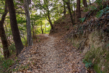 Fototapeta premium たくさんの落ち葉に覆われた山道