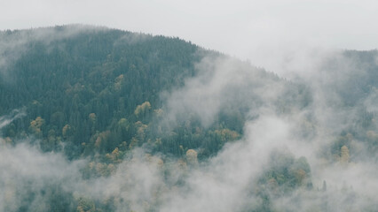 Obraz premium Clouds movement rapidly in spruce forest in mountains during heavy rain. Picturesque autumn landscape of fresh nature. Birth of clouds in green mountains. Self-cleaning ecology, environment. No people