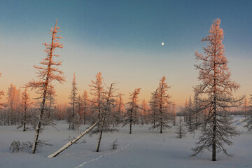 Landscape of winter taiga in the rays of the polar day in the extreme north. Trees are covered with snow, sparkling in the rays of the sun