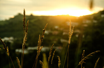 field of wheat