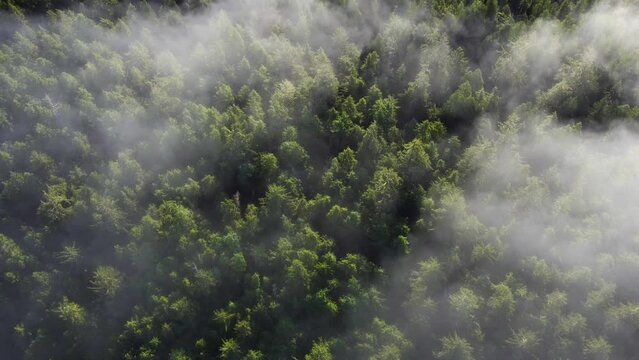Clouds above forest in Pacific Northwest, drone shot of trees and fog.