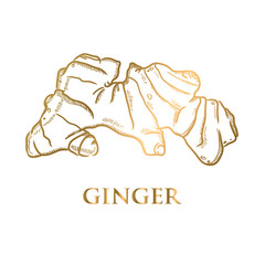 Golden vector hand painted ginger. Ginger root illustration spice herbs detox food ingredients