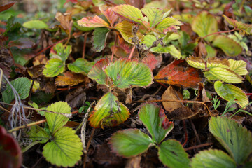 Green and red leaves of strawberry in autunm