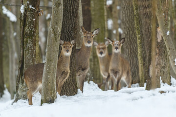 Four female deer in the winter forest. Animal in natural habitat
