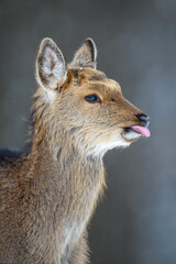 Portrait female deer in the winter forest. Animal in natural habitat