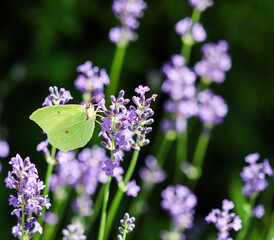 Beautiful yellow Gonepteryx rhamni or common brimstone butterfly on a purple lavender flower