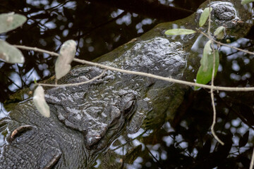 cocodrilario, la manzanilla de el mar, jalisco mexico	