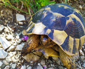turtle
