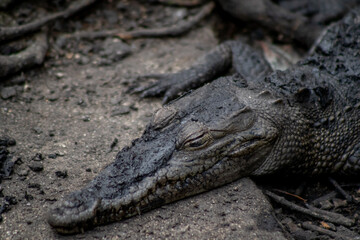 cocodrilario, la manzanilla de el mar, jalisco mexico	
