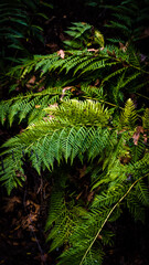 fern in the forest