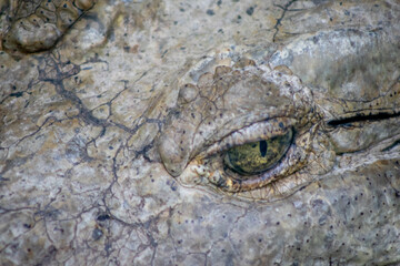 Fototapeta premium cocodrilario, la manzanilla de el mar, jalisco mexico 