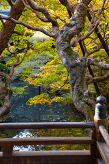 Naklejka premium kyoto 禅林寺