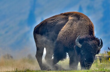elephant in the field