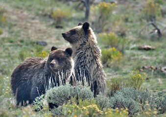 brown bear cub