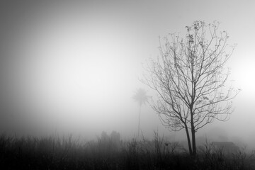 Abstract black and white nature background of silhouette of the mist surviving through the foliage and grass at dawn.