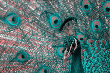 Close up view of The African peacock  a large and brightly coloured bird. Portrait of beautiful peacock with feathers out.