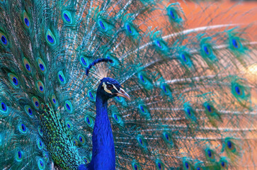 Close up view of The African peacock  a large and brightly coloured bird. Portrait of beautiful peacock with feathers out.