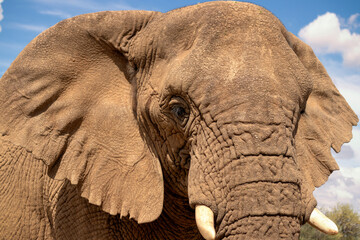 African Bush Elephant in the grassland of Etosha National Park. Africa