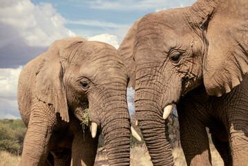 Fototapeta na wymiar Two African Bush Elephants in the grassland of Etosha National Park, Namibia. Africa
