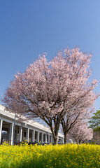 春風景　満開の桜と菜の花
